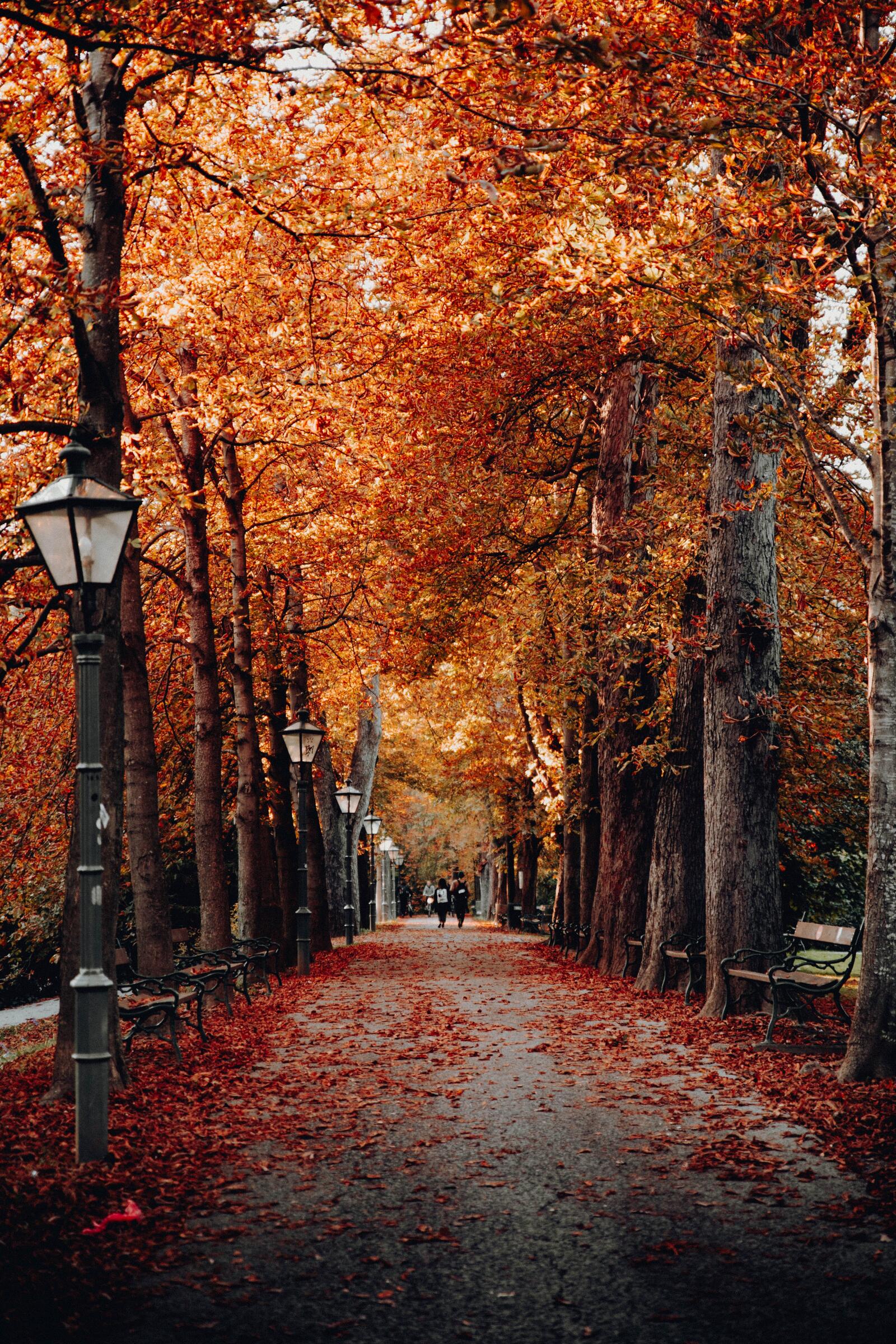 Free photo Autumn alley with fallen orange leaves