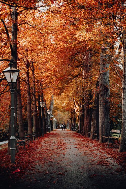 Autumn alley with fallen orange leaves