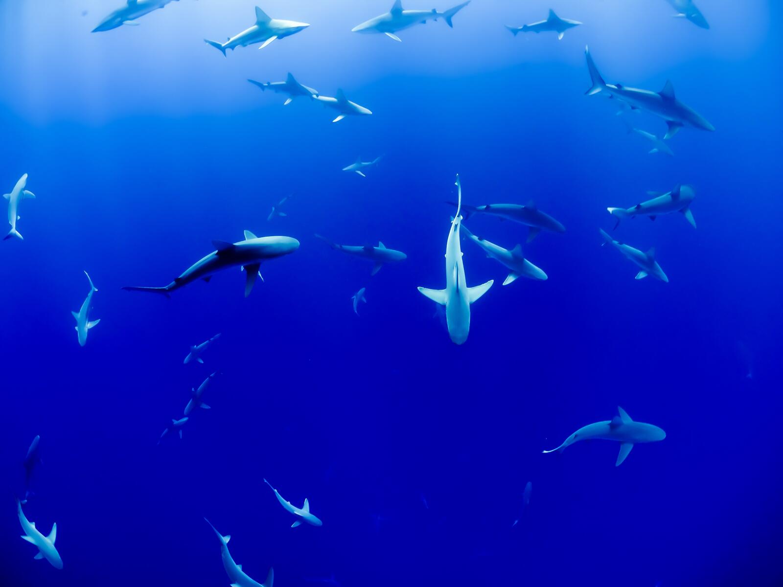 Free photo Carchariform sharks