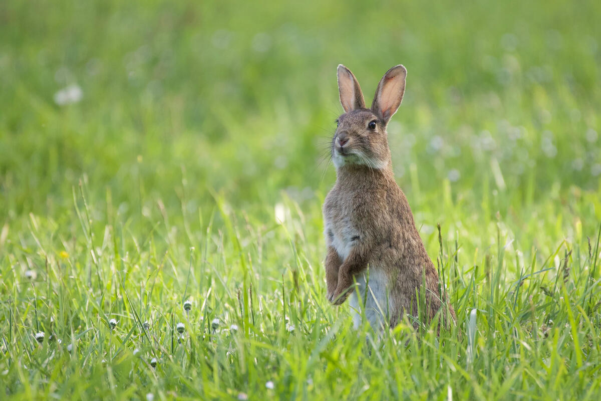Заяц оглядывается в зеленой траве