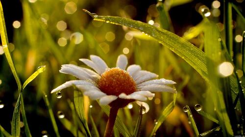 A daisy in the rain