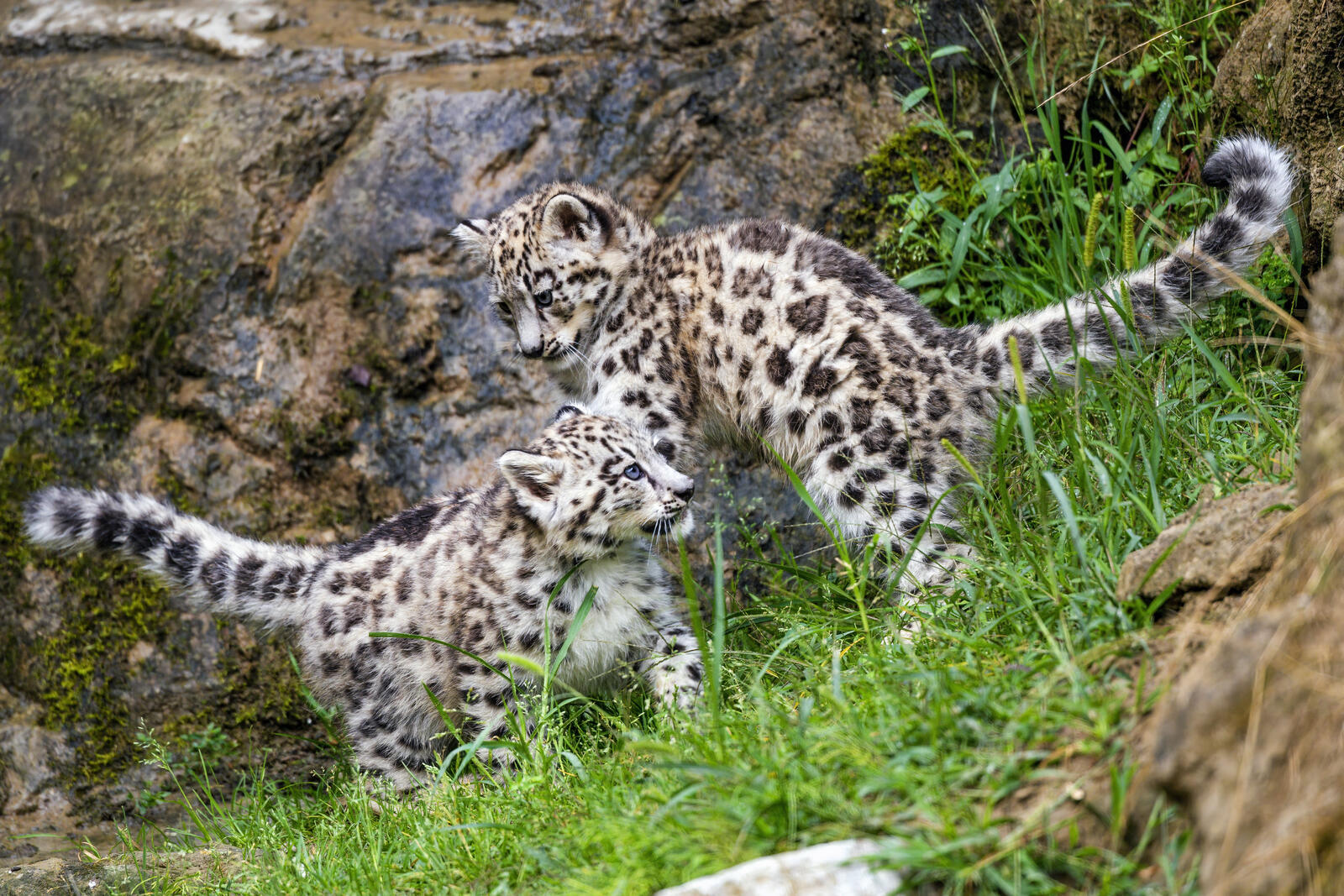 Free photo The snow leopards play