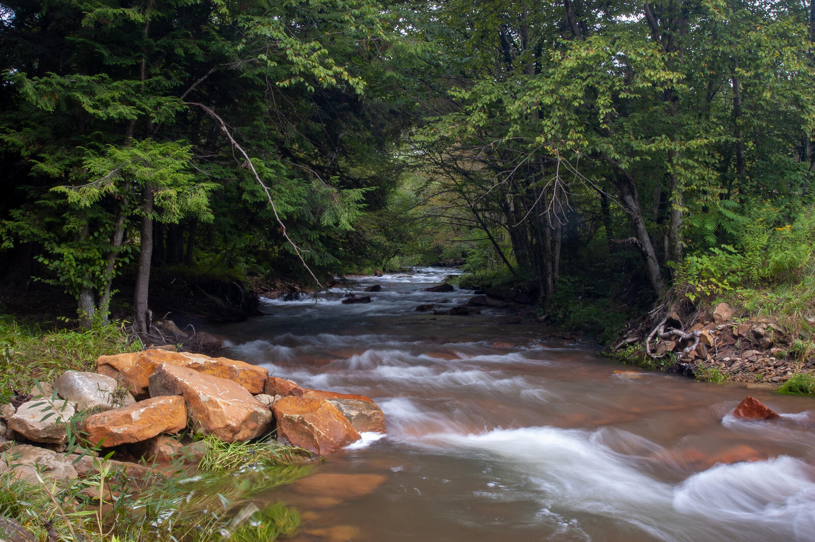 免费照片森林中湍急的河流