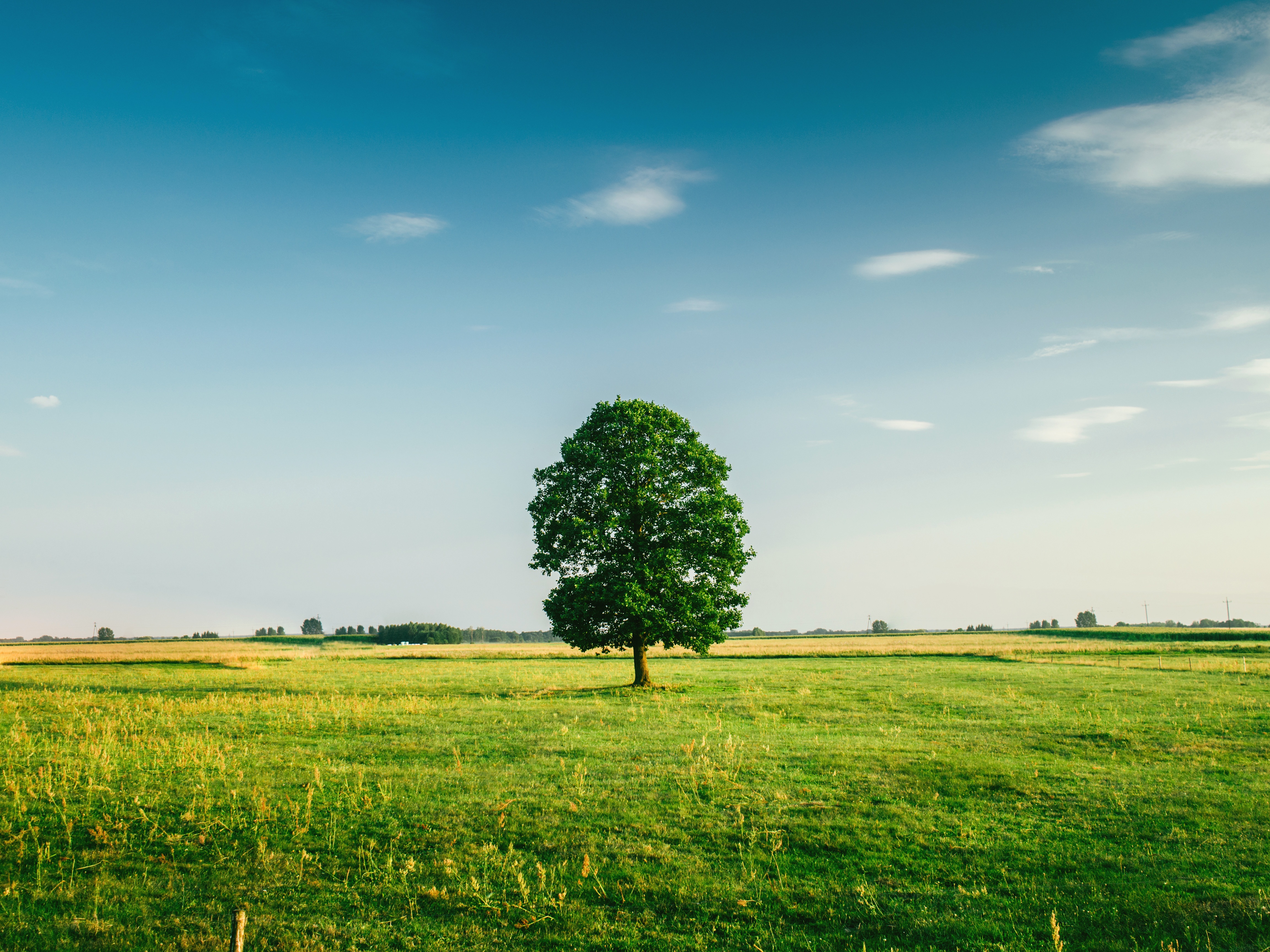 A green field with a lone tree