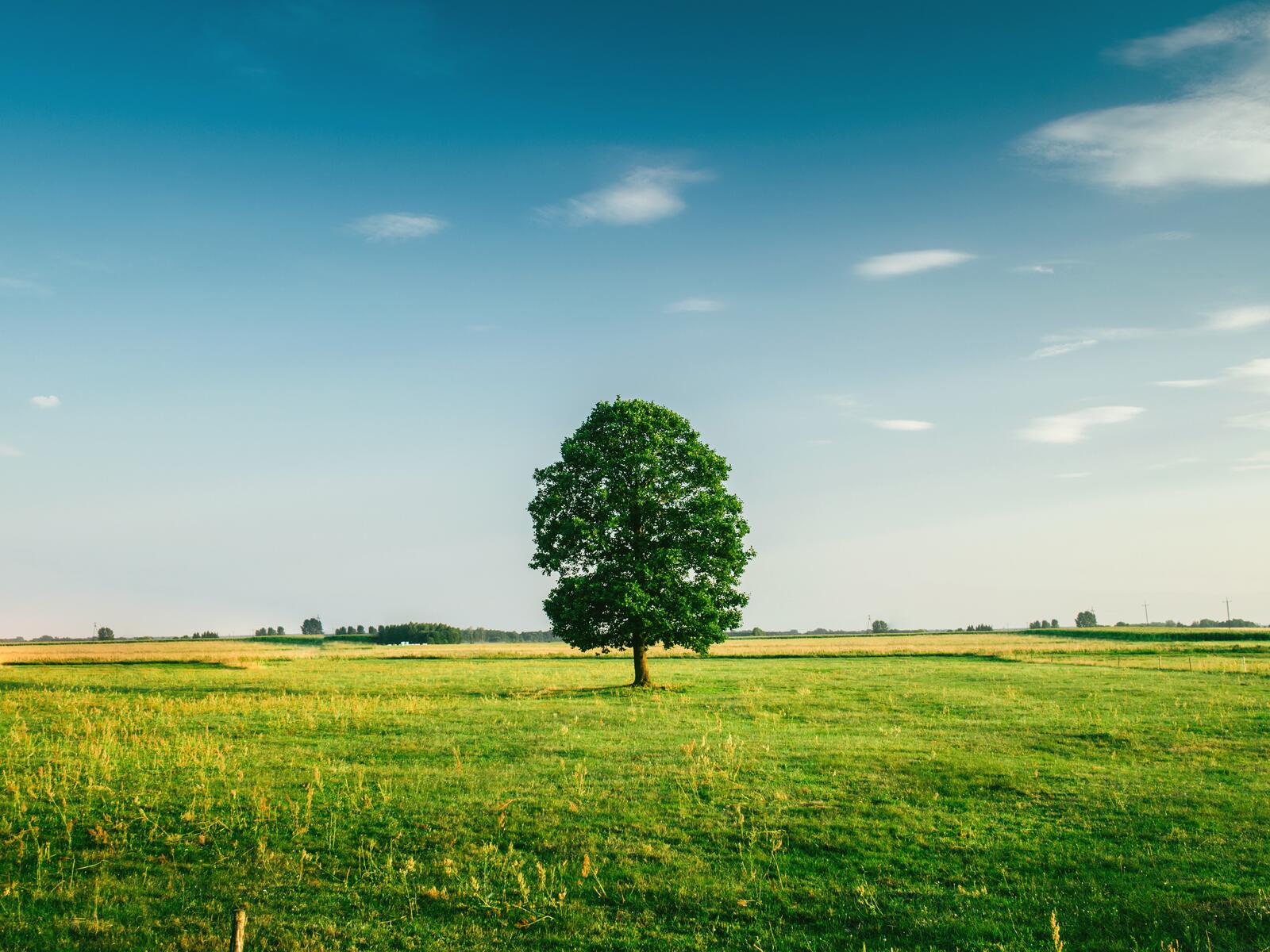 Бесплатное фото Зеленое поле с одиноким деревом