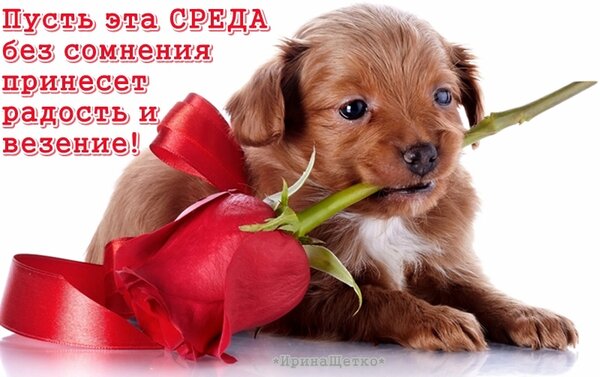 Free postcard A puppy with a rose blossom greets you on Wednesday