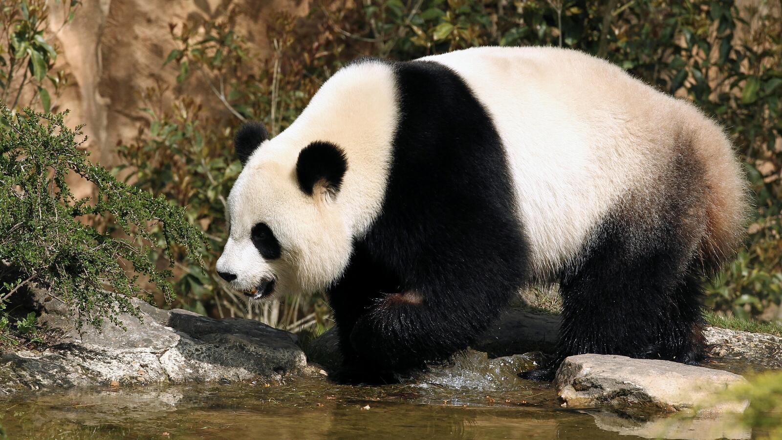 Бесплатное фото Панда у реки