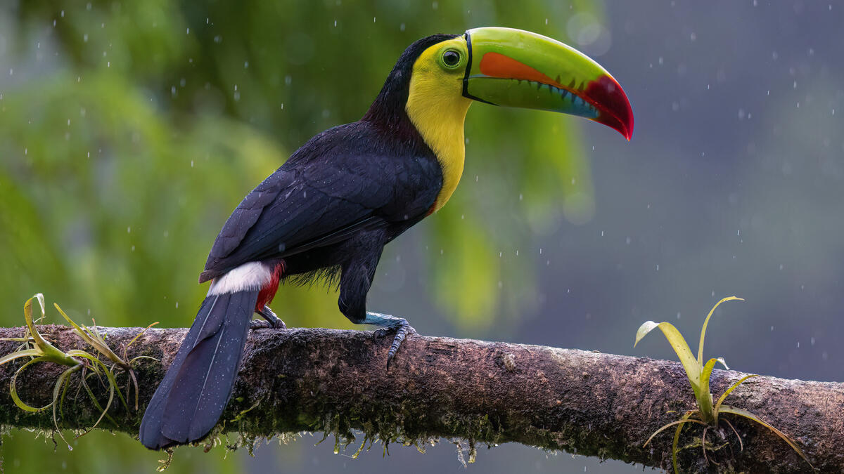 The toucan rests on the branch because it`s raining