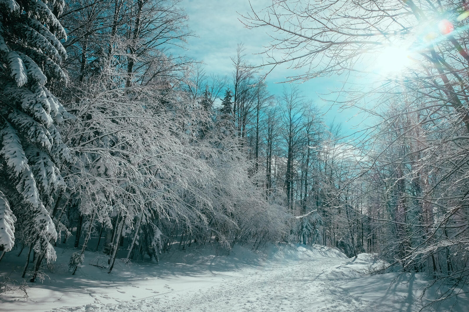 Бесплатное фото Зимнее морозное утро в лесу с елками