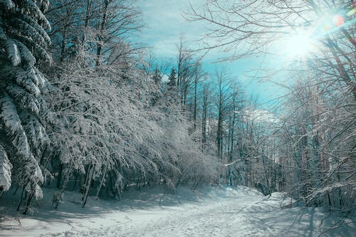 Зимнее морозное утро в лесу с елками