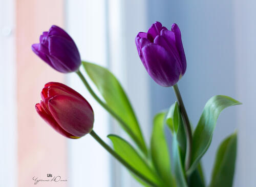 Tulips ah
