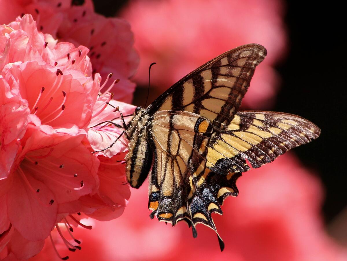 A butterfly collects nectar from a pink flower
