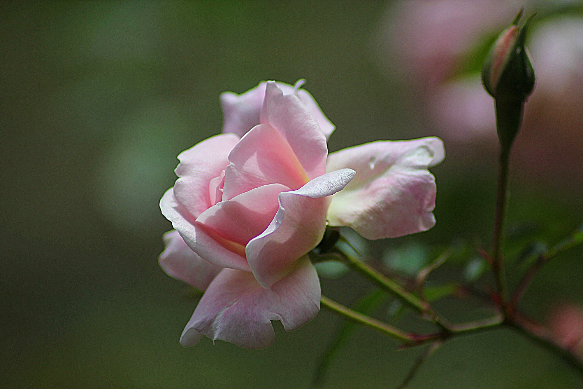 一朵柔和的粉色野玫瑰