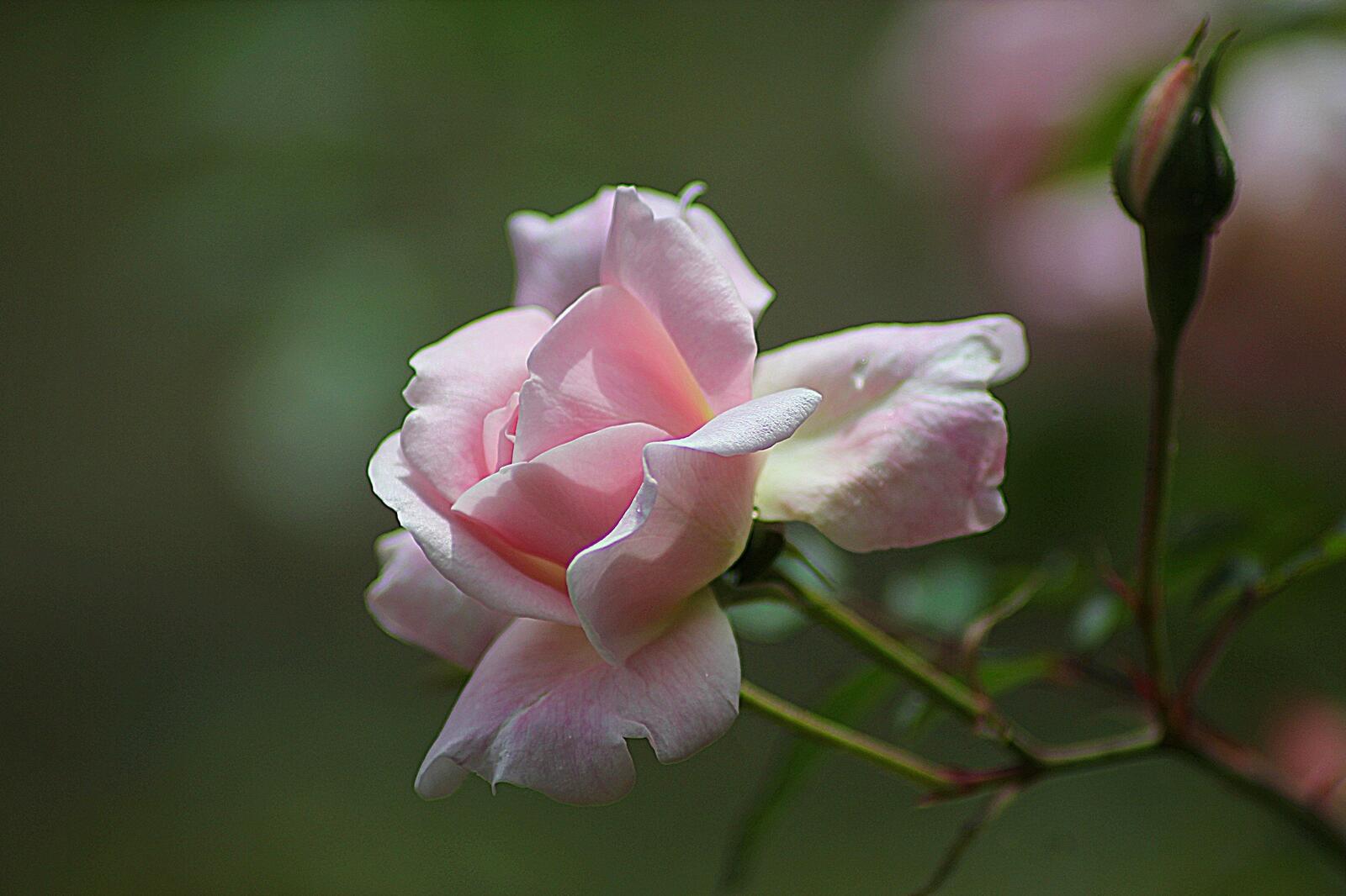 Free photo A soft pink wild rose