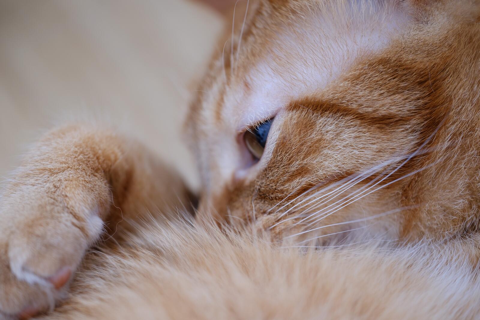 Бесплатное фото Красивая рыжая кошка