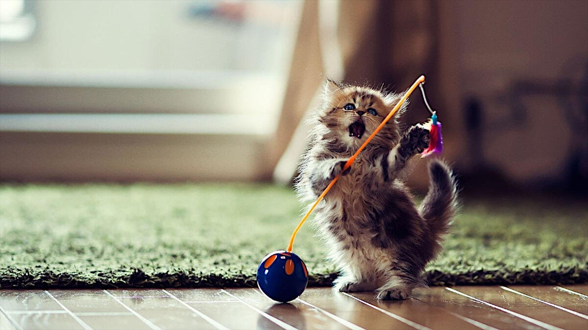 一只毛茸茸的小猫咪在玩耍