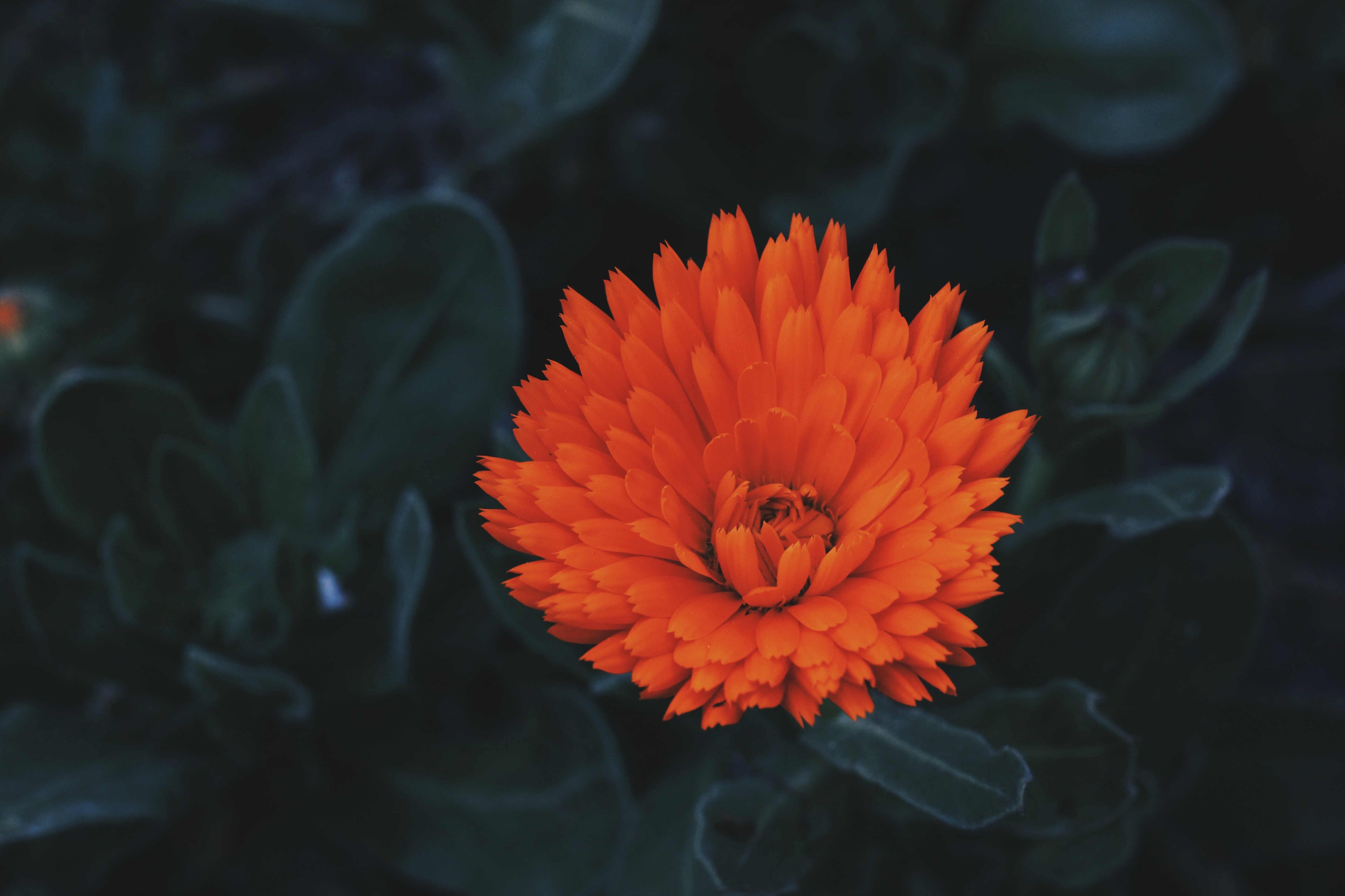 Потрясный оранжевый цветок с множеством лепестков