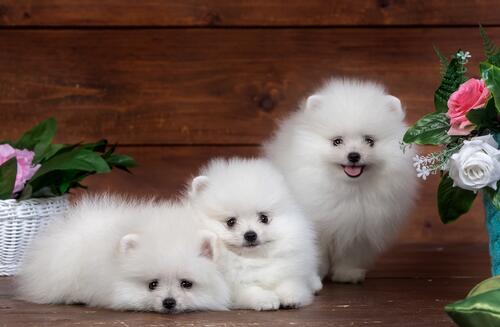Three white fluffy Pomeranian Spitz