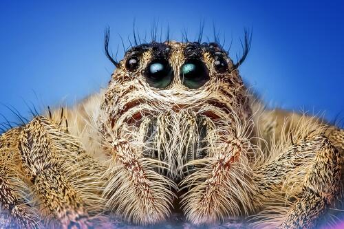 Hairy cute spider
