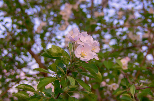 Flowers in the evening