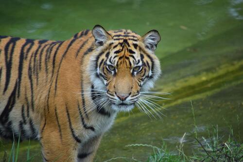 An adult tiger standing by the river