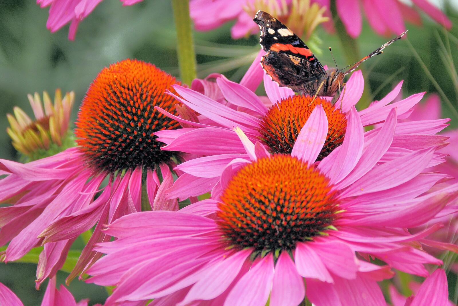 Бесплатное фото Обои бабочка на розовых цветах