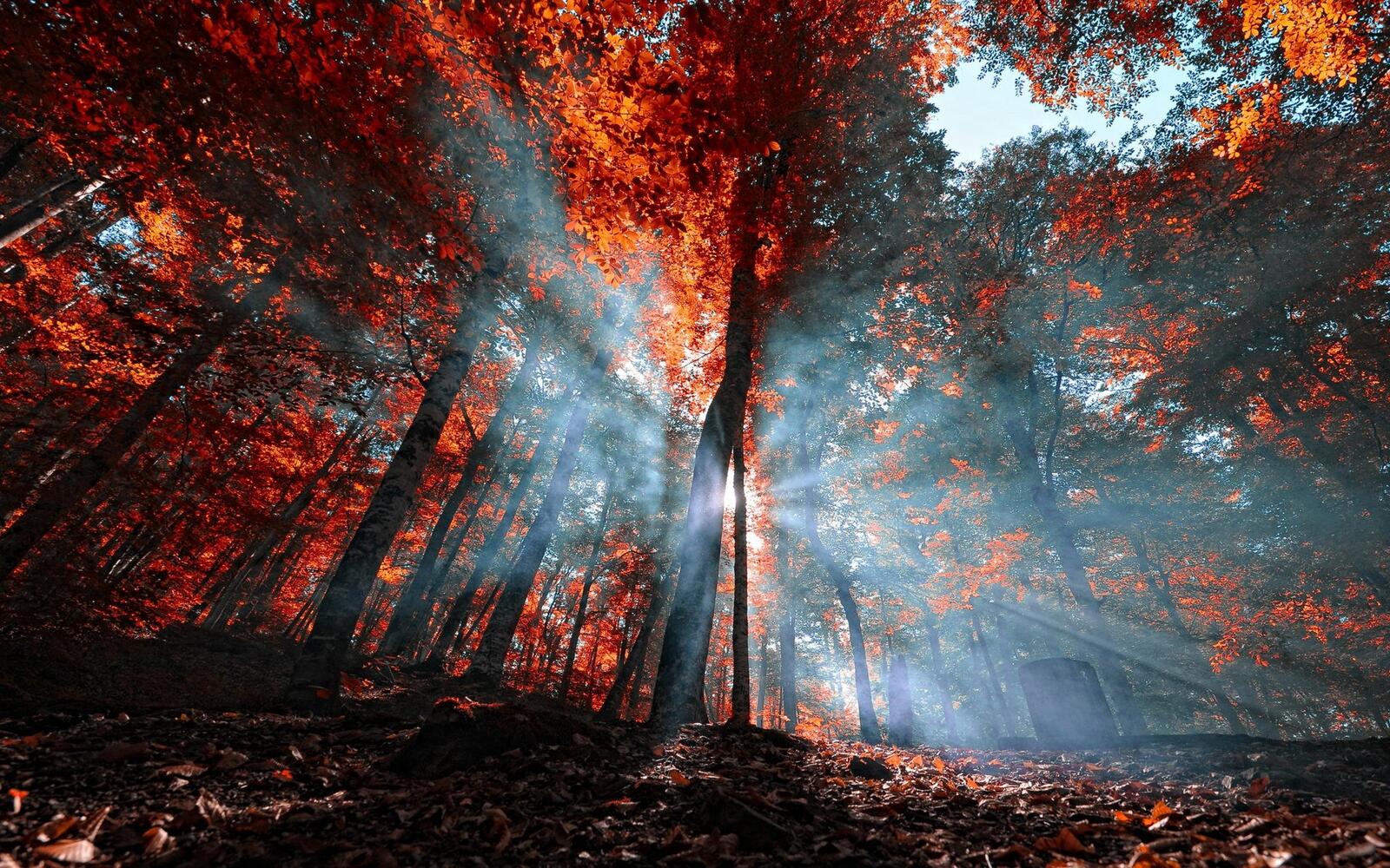 Бесплатное фото Солнечные лучи в осеннем лесу
