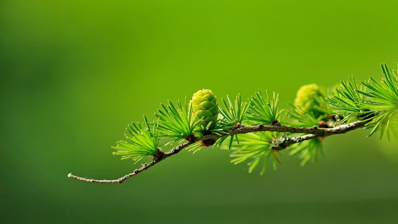 Free photo Pine twig with young checkers on a delicate green background