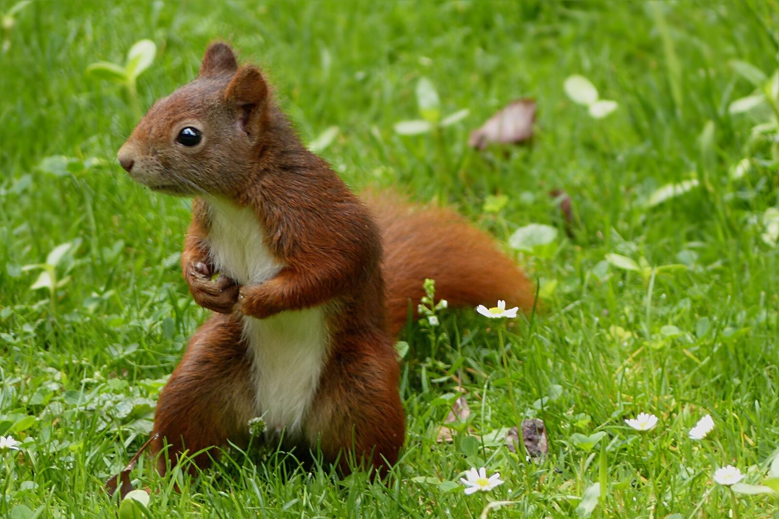 免费照片绿草地上的可爱松鼠