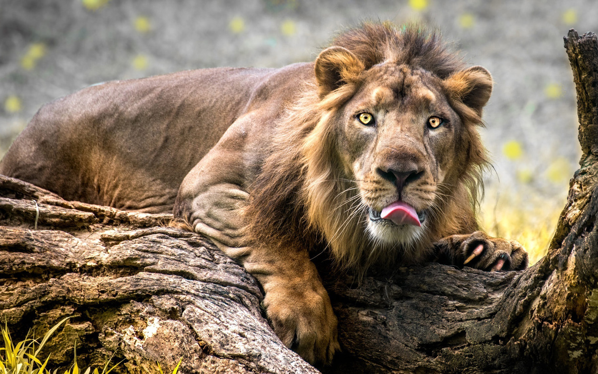免费照片威猛的狮子