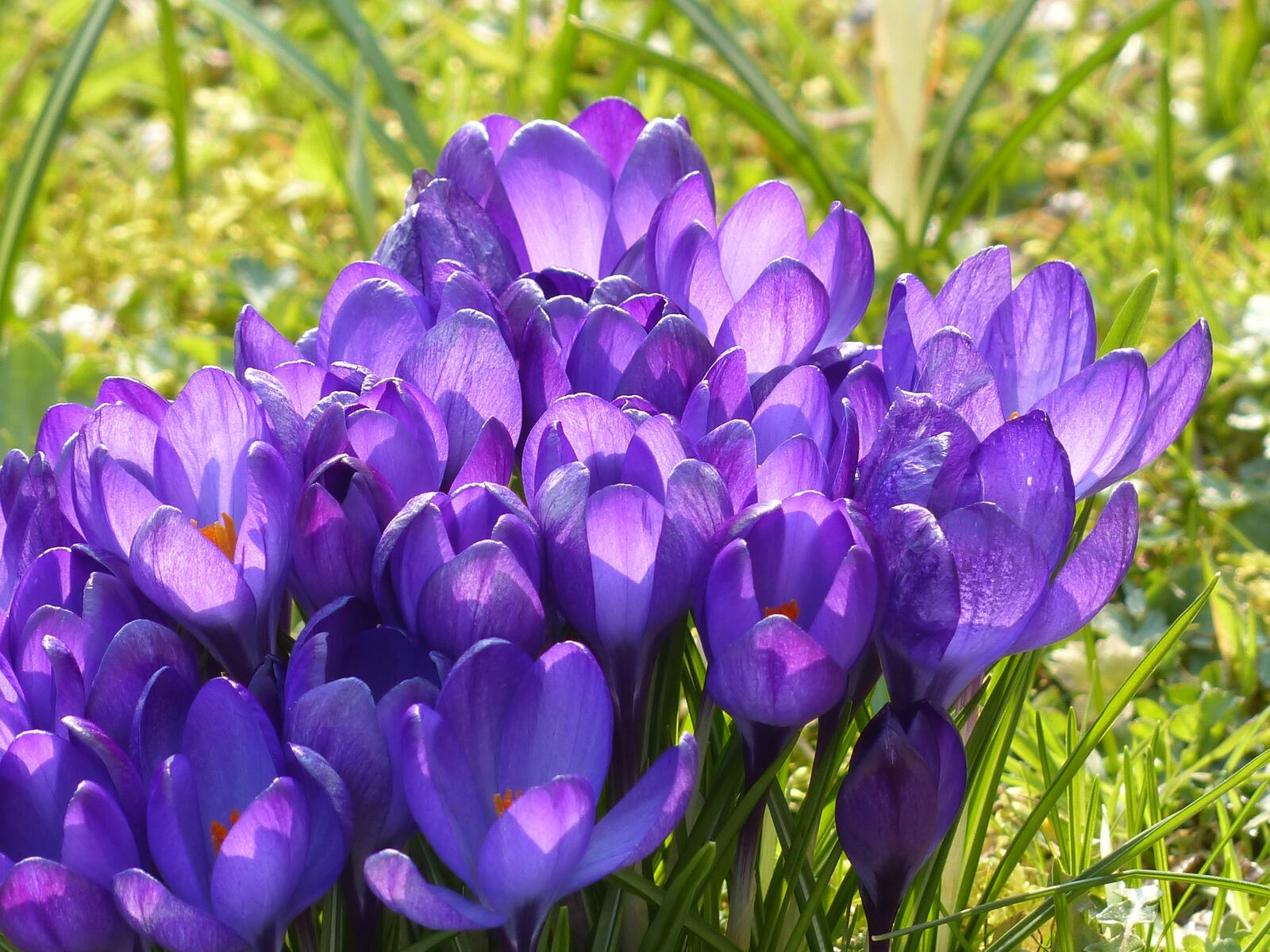 免费照片阳光下的紫色藏红花