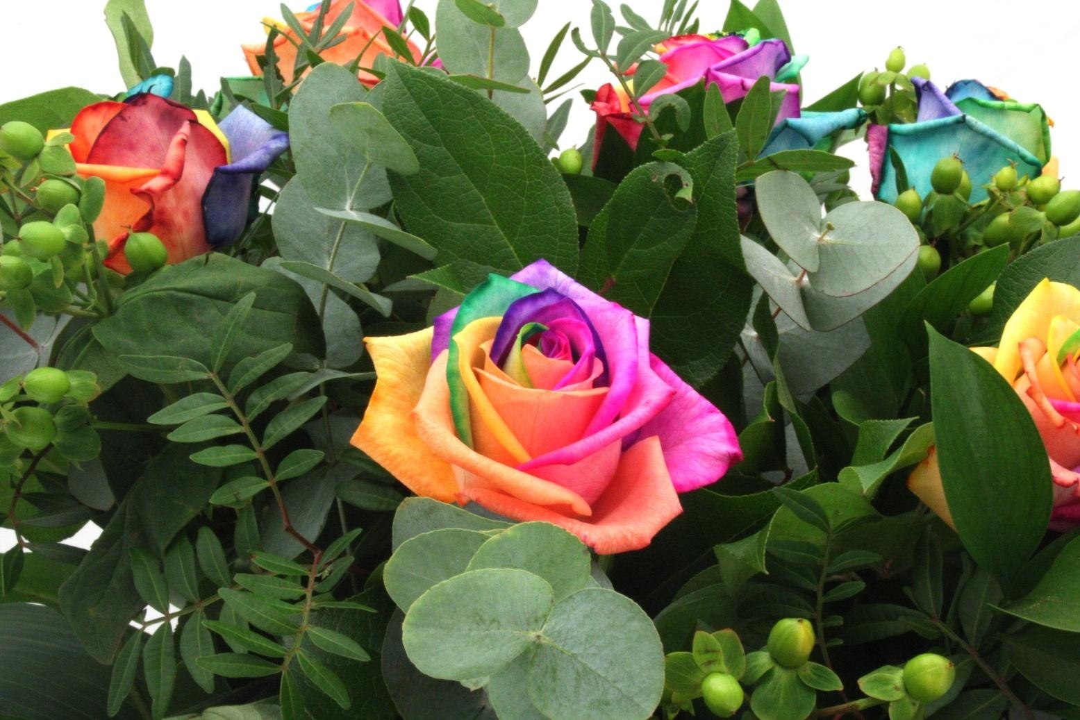 Кустарник с разноцветными розами