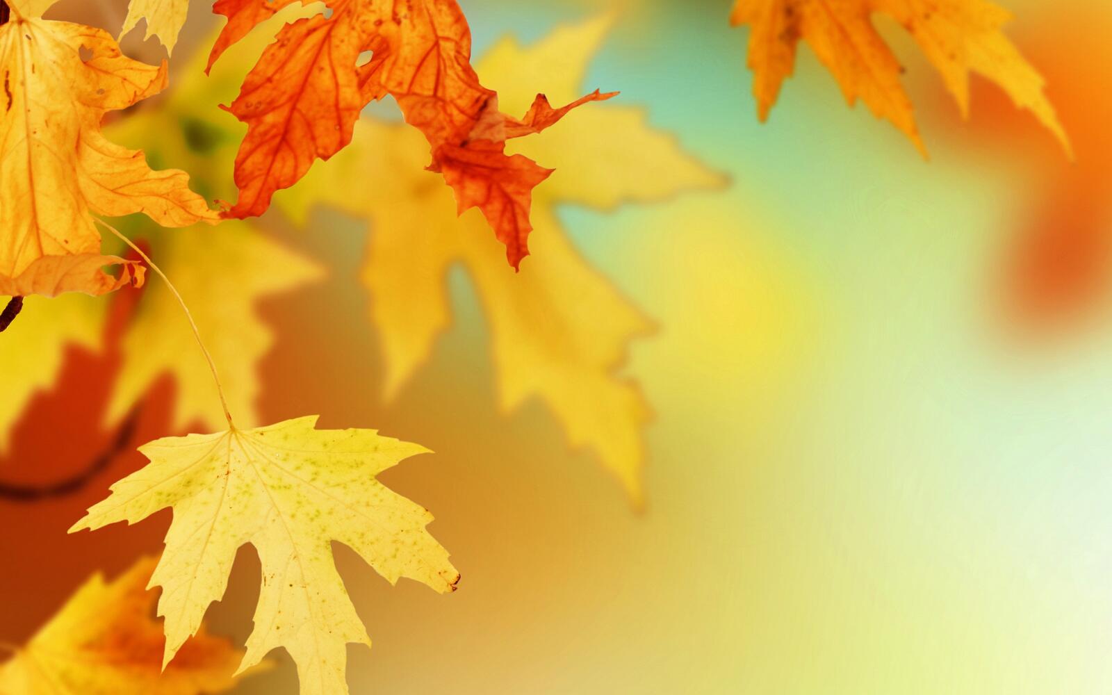 Бесплатное фото Желтые кленовые листья на ветках дерева