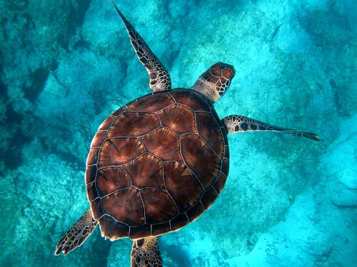 A sea turtle swims in clear water