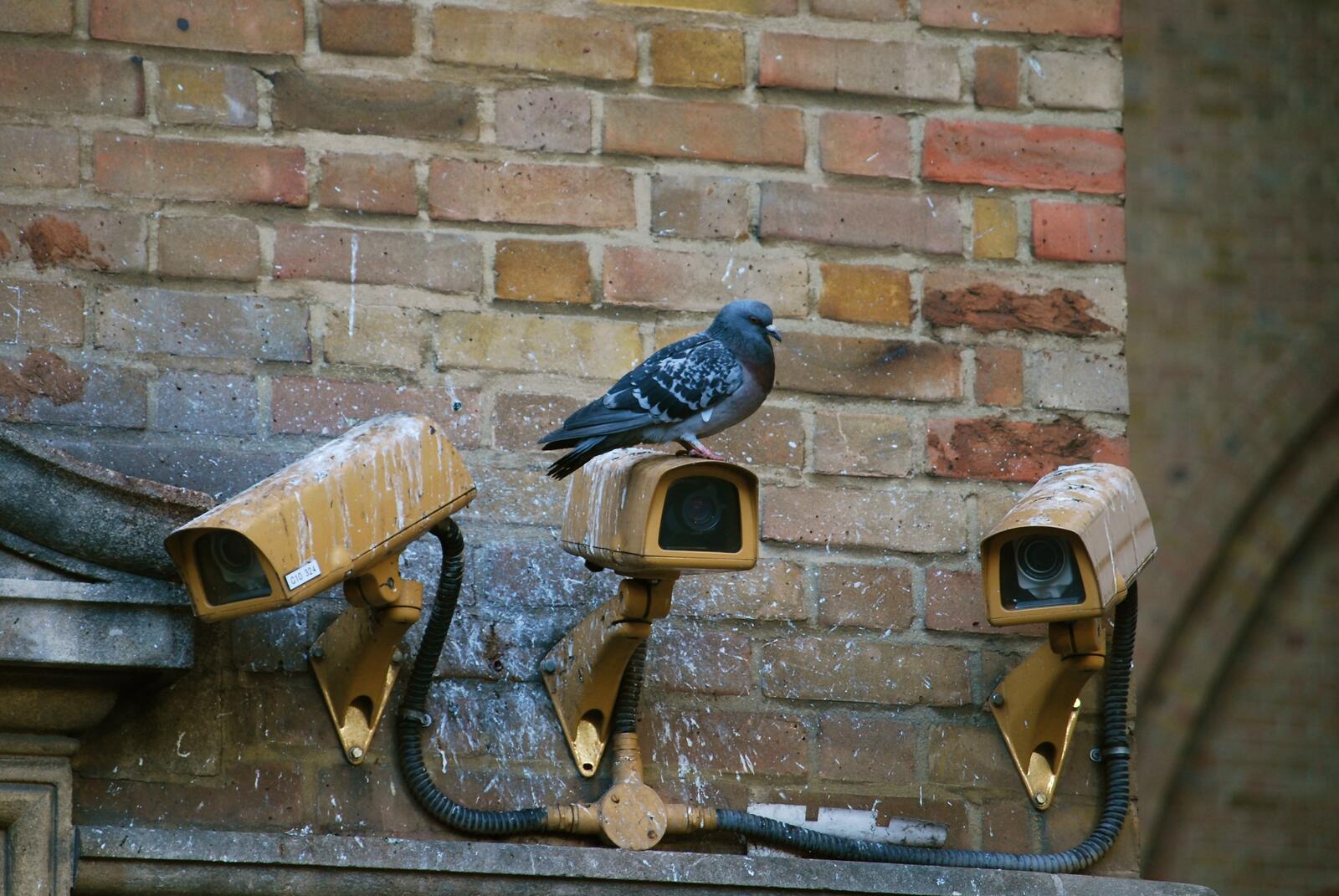 Обои голубь смотреть древесина на рабочий стол