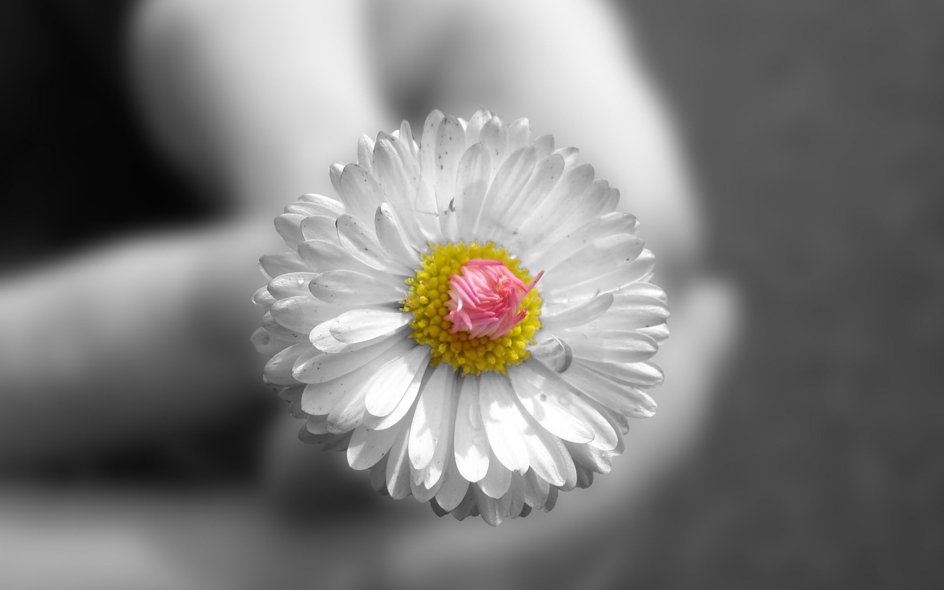 An unusual white flower with a pink center.