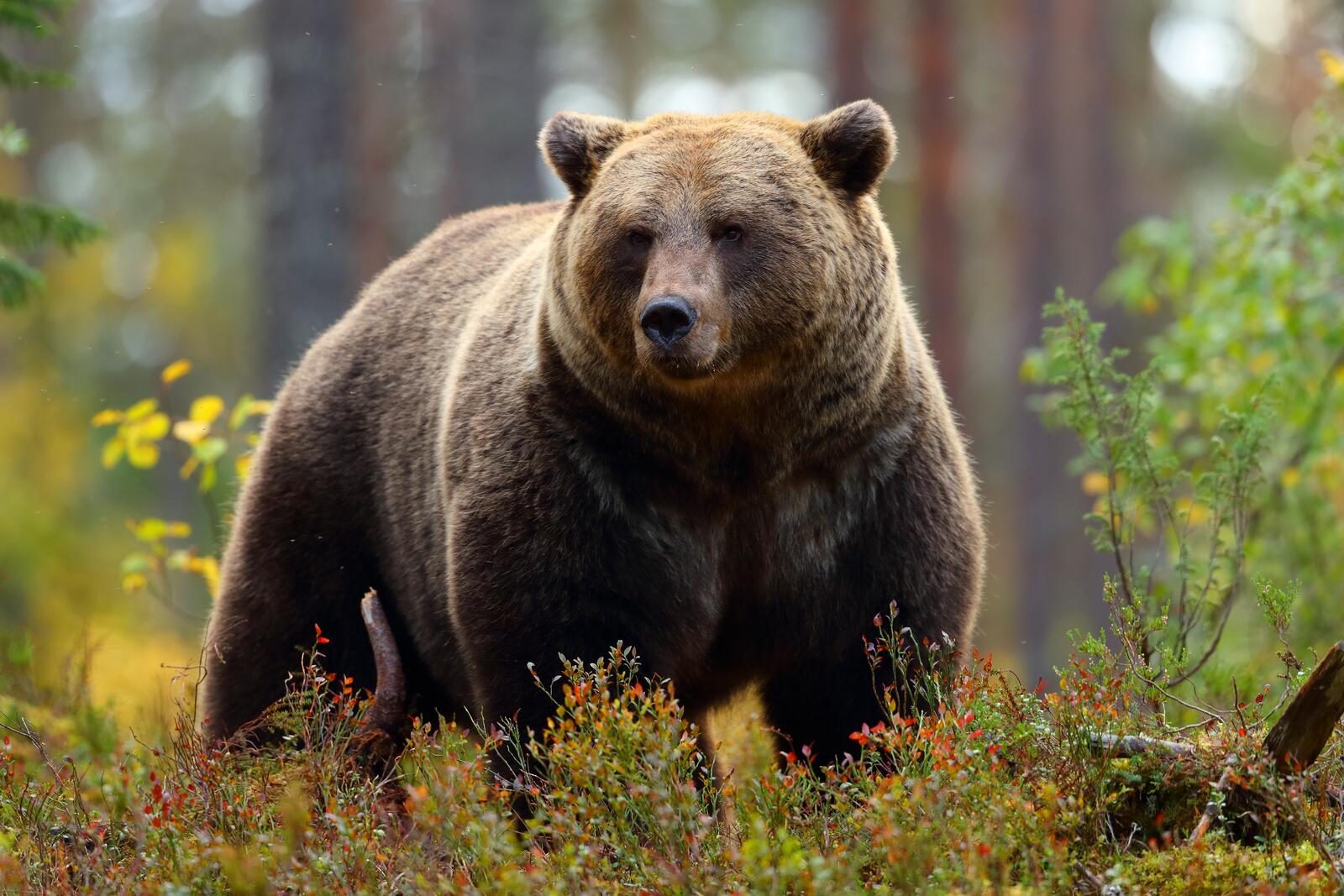 Бесплатное фото Бурый медведь в лесу