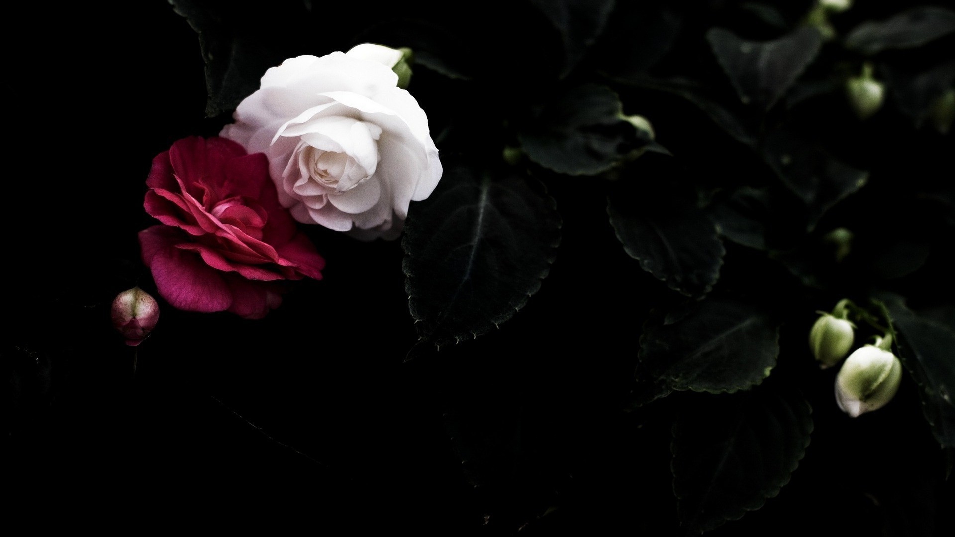桌面上的壁纸红玫瑰 玫瑰 黑影