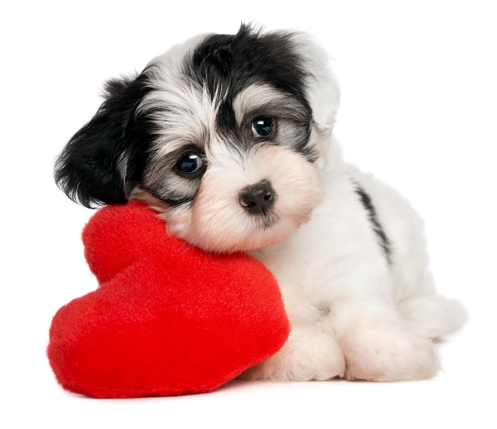 Free photo A puppy with a red heart