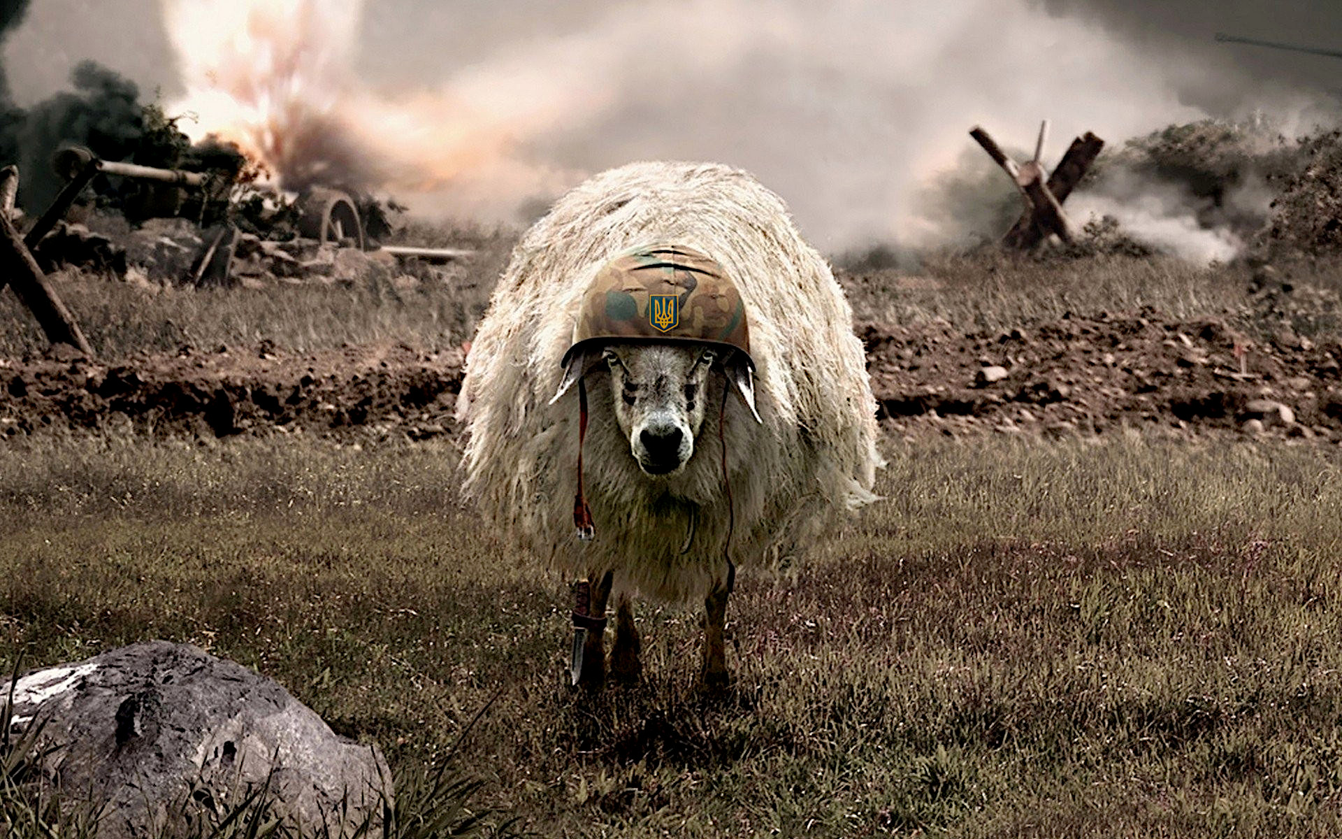 A sheep in a military helmet