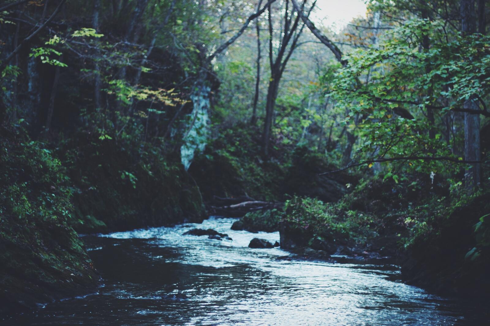 免费照片密林中的河流
