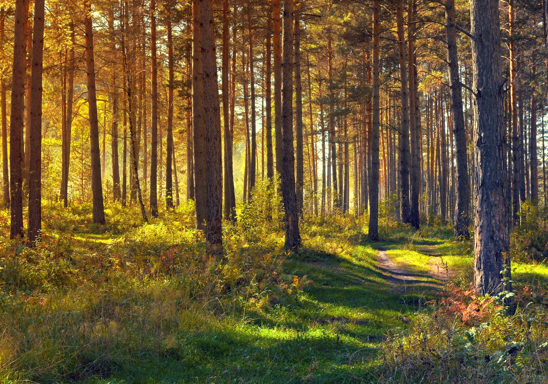 免费照片森林里温暖的阳光