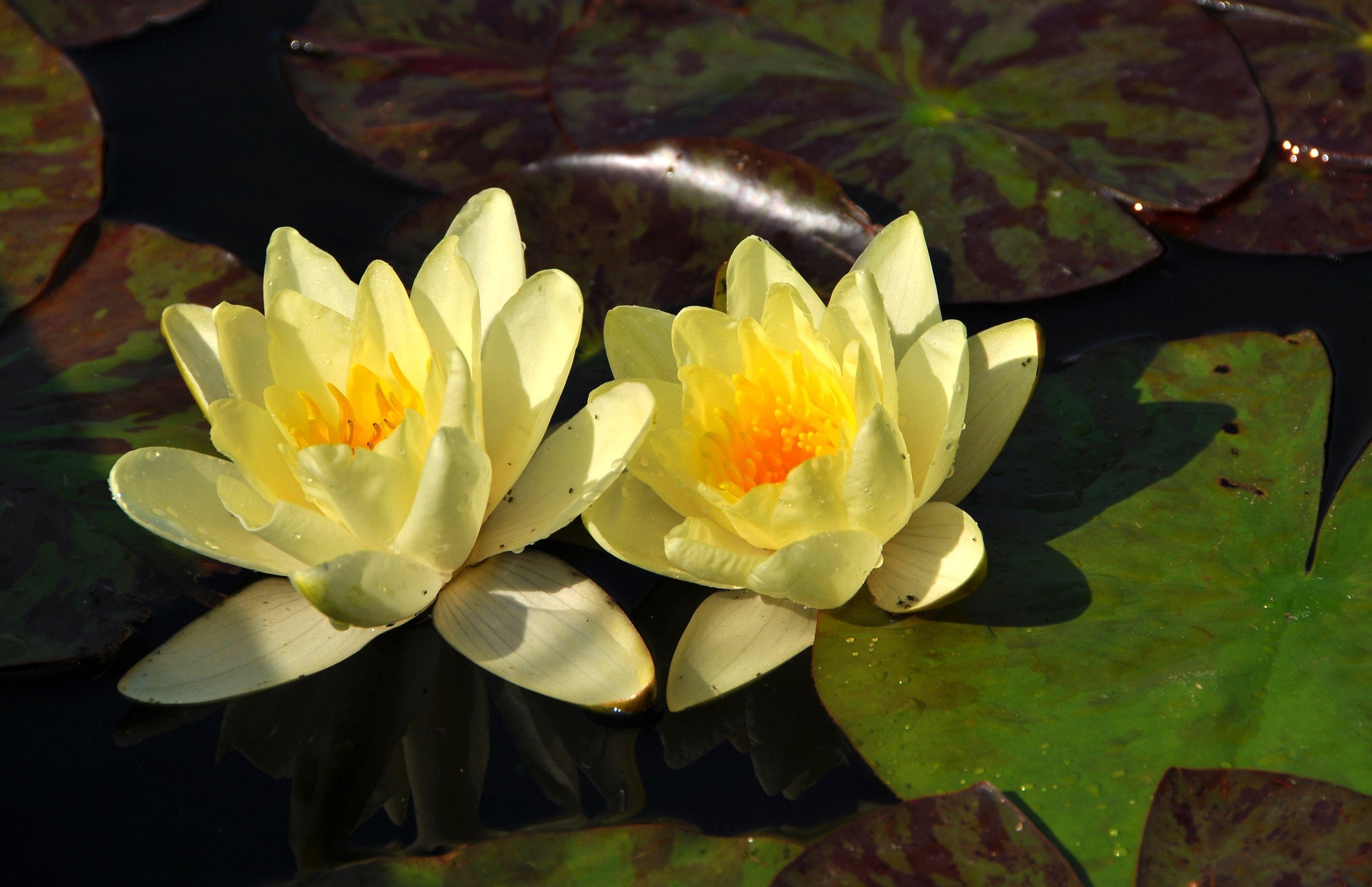 Бесплатное фото Водяная лилия желтого цвета