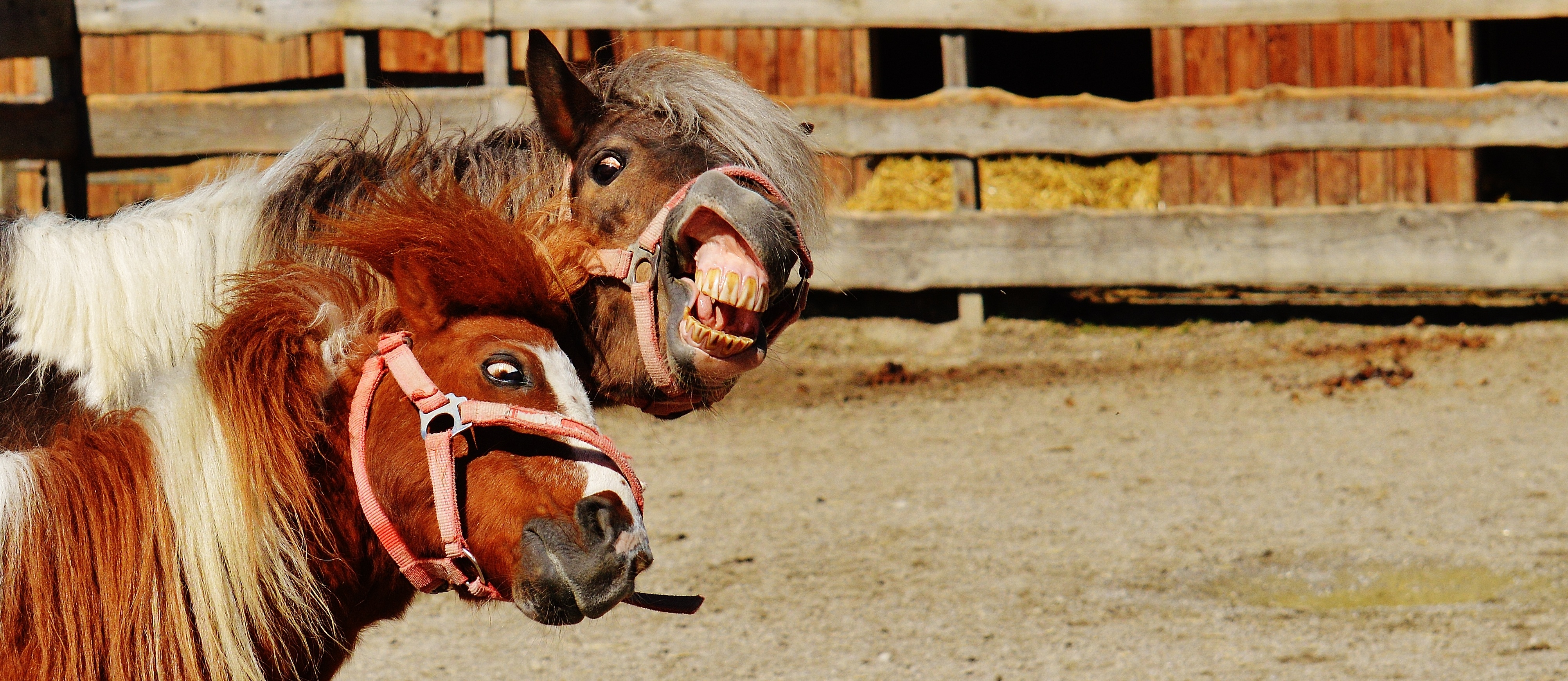 Free photo Horses are getting stoned and playing with each other