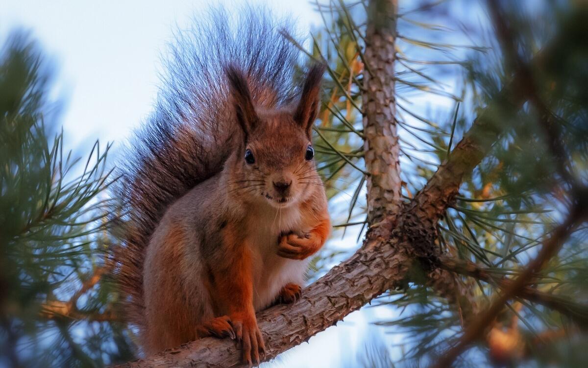 A picture of a squirrel on a branch