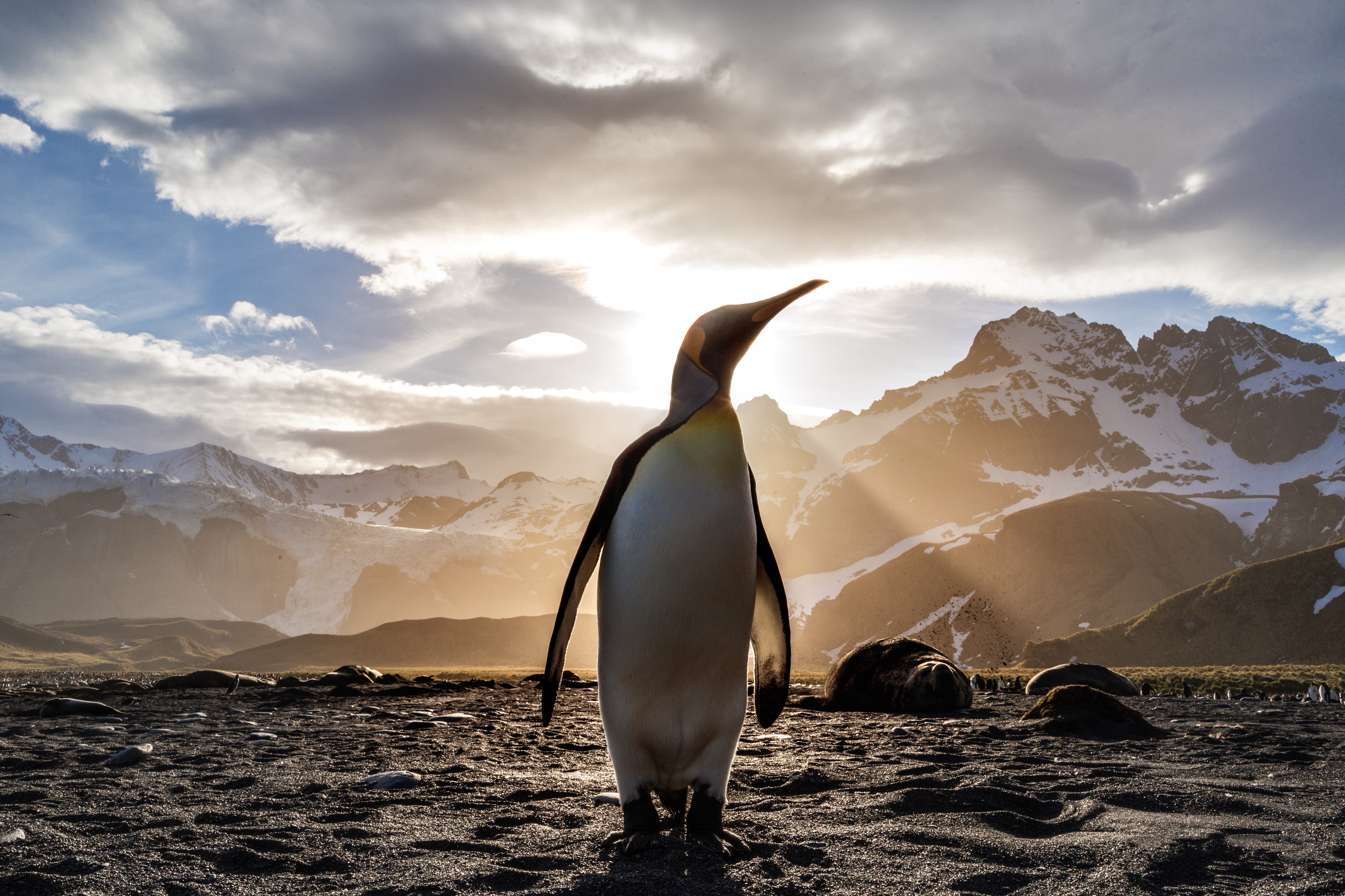 Бесплатное фото Пингвин во весь рост в солнечную погоду