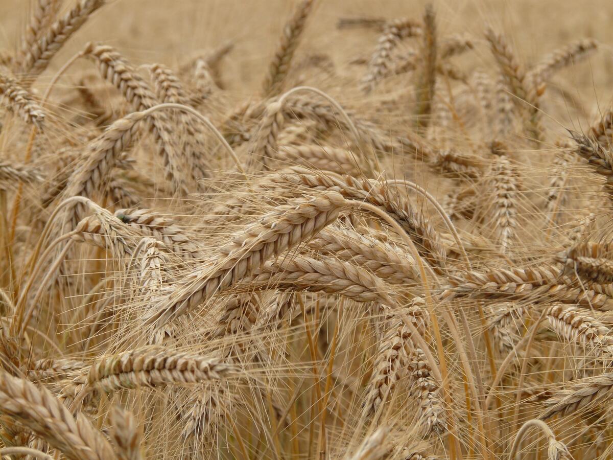 Большое поле с пшеницей