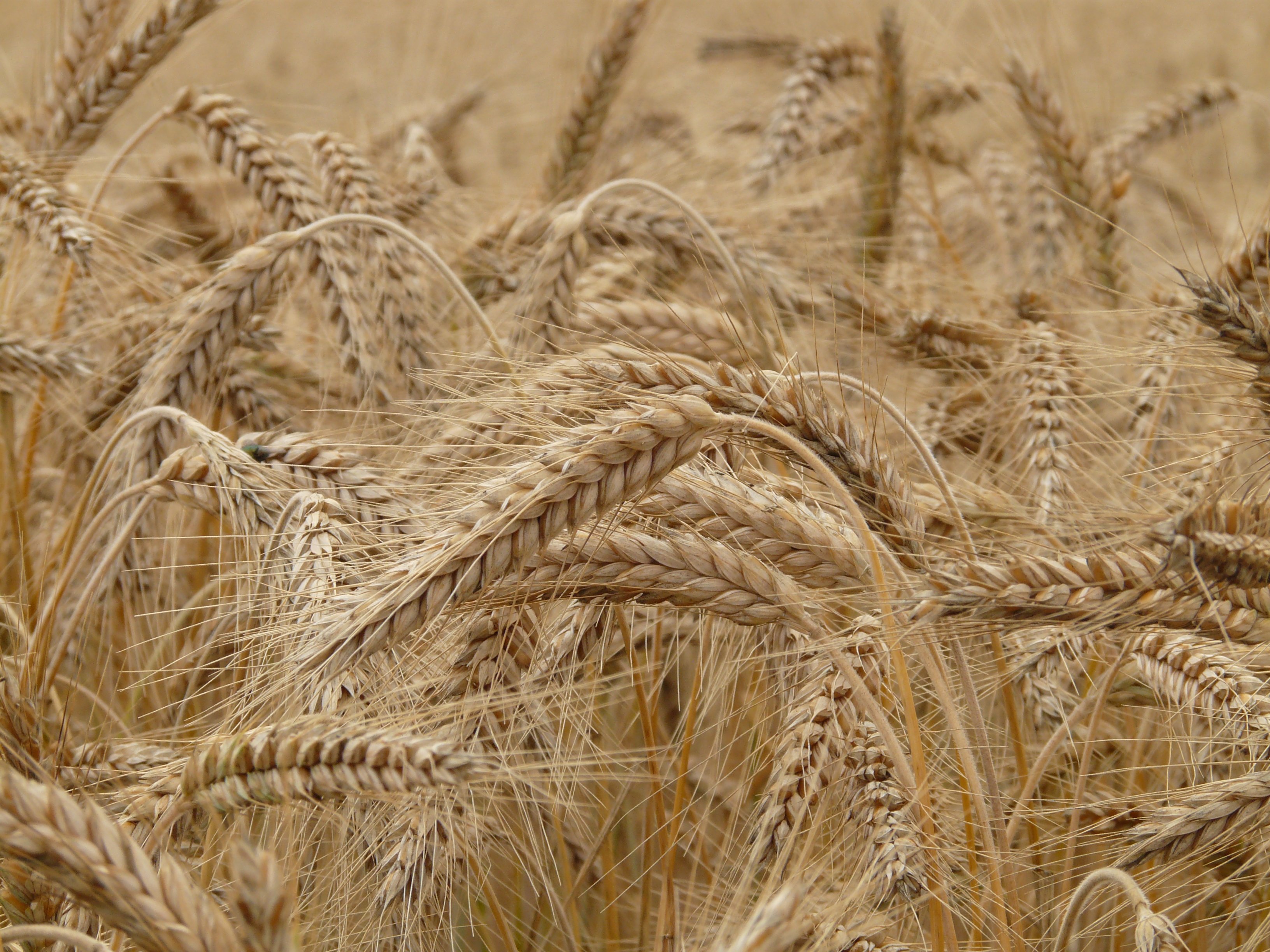 Бесплатное фото Большое поле с пшеницей