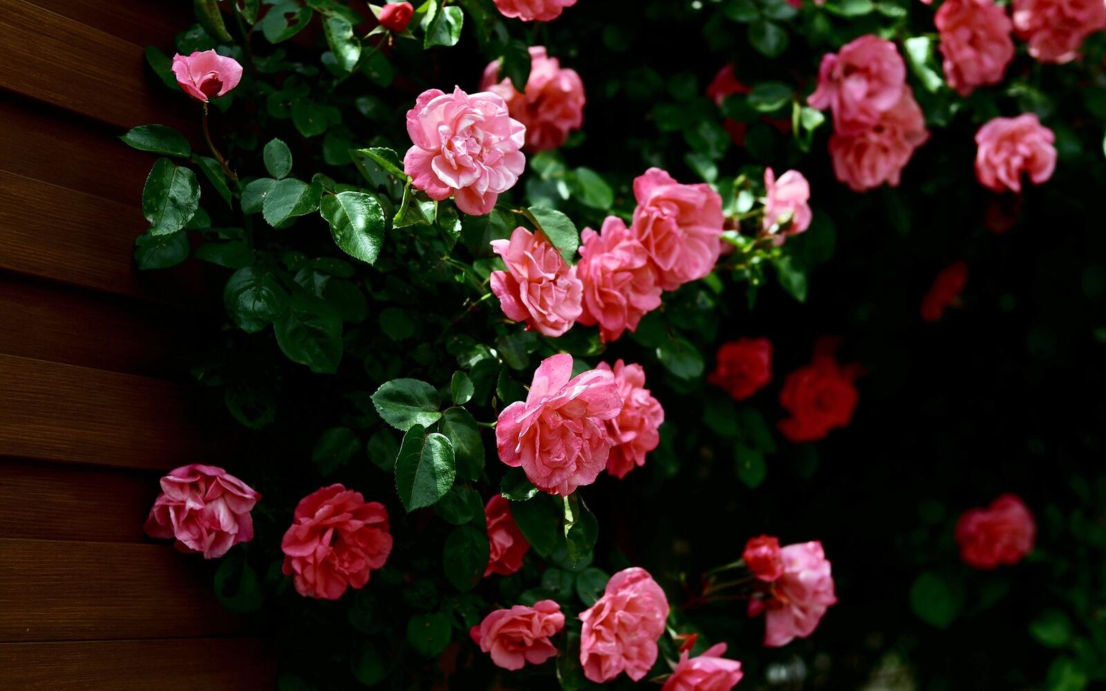 Wallpapers roses pink roses flowers on the desktop