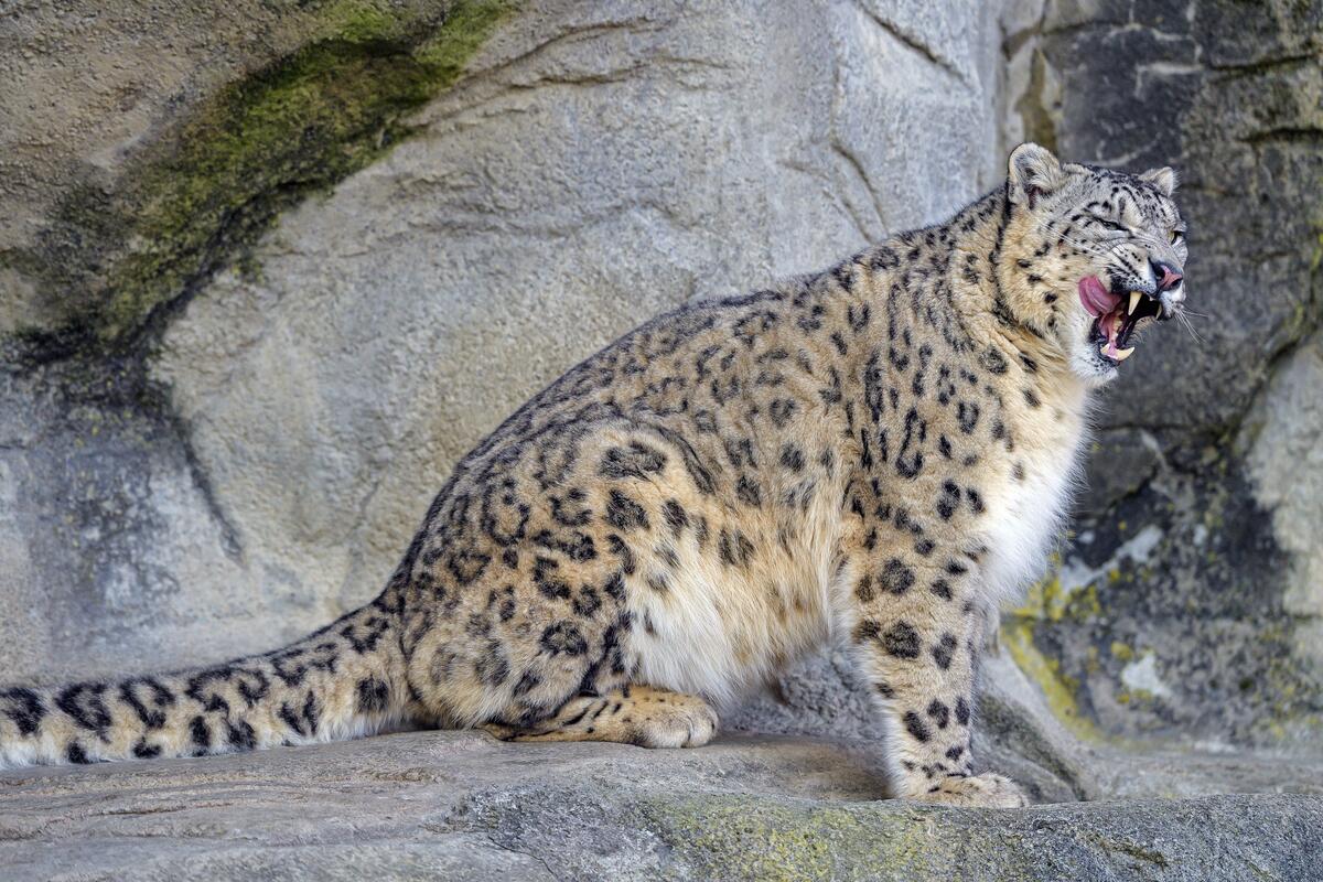 A snow leopard licks itself after a meal.